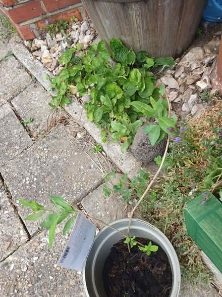 Photo of free Honeysuckles (Tilehurst RG31) #1
