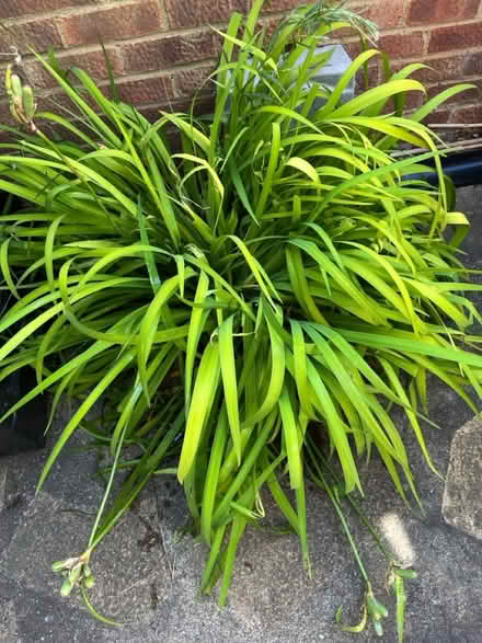 Photo of free Pond Plant (Japanese Water Iris) (Woking GU21 3) #2