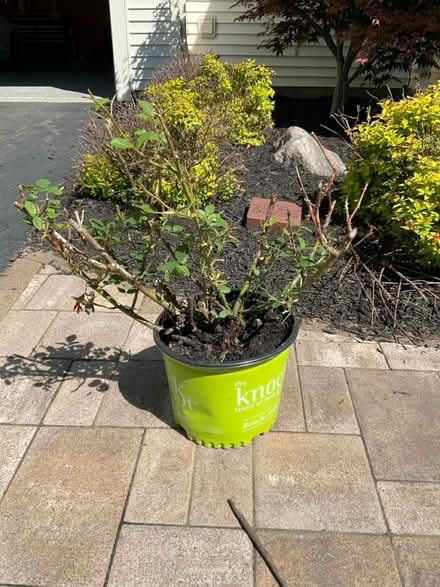 Photo of free Rose bush to good home (Canandaigua) #1