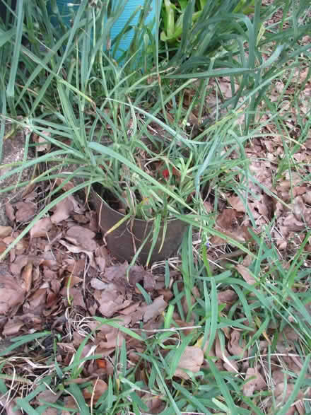 Photo of free Potted Native Spiderwort Plants (casselberry) #2