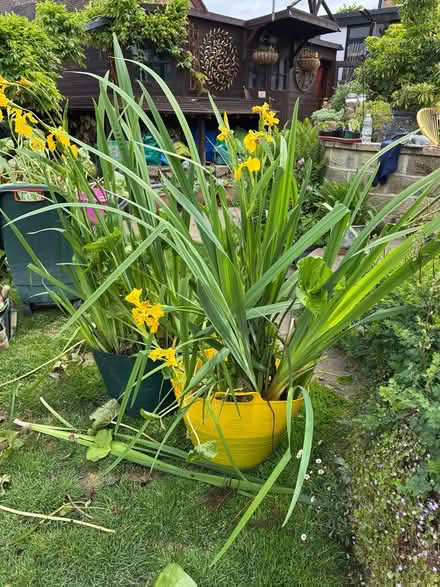 Photo of free Pond plants (DE7) #1