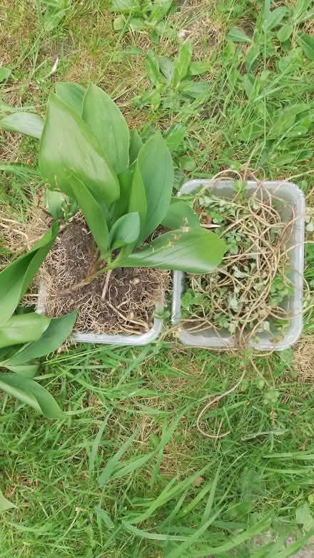Photo of free Lily-of-the-valley and pink sedum (Frome BA11) #1