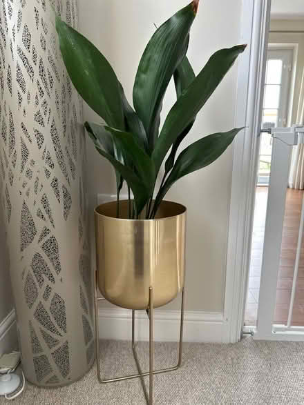 Photo of free Brass planter and aspidistra (Woodford SK7) #1