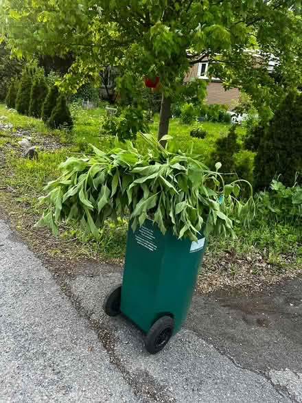 Photo of free Lots of sunchokes (Near the experimental farm) #1