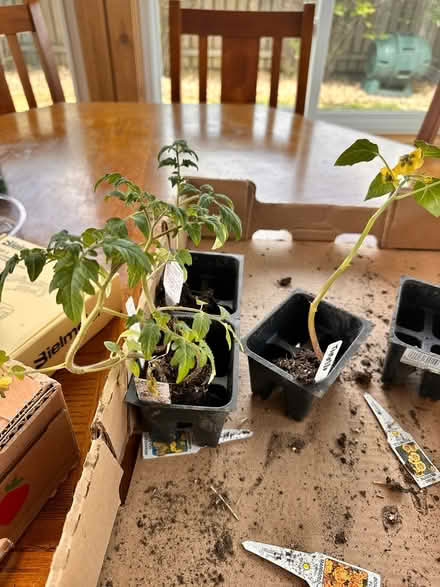Photo of free Tomato & tomatillo plants (Woodridge) #1