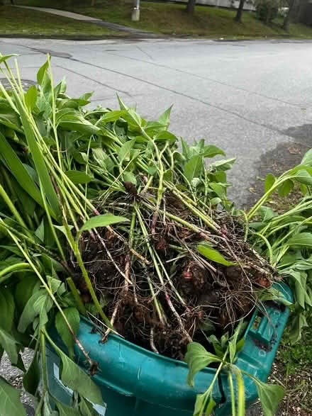 Photo of free Lots of sunchokes (Near the experimental farm) #2