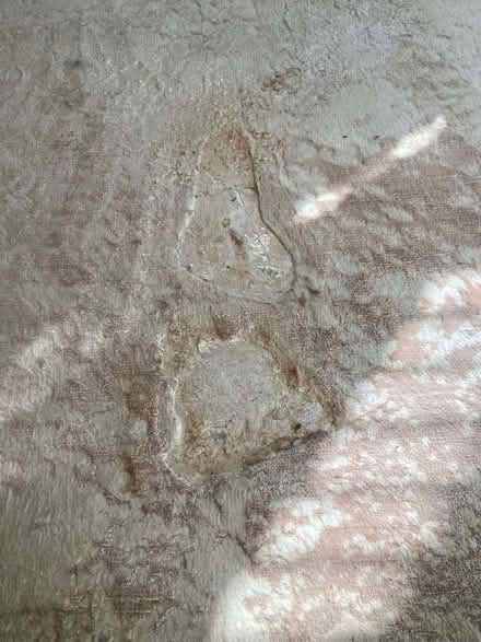 Photo of free Area Rug (West Brompton SW6) #3
