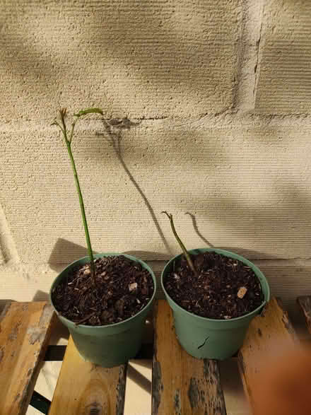 Photo of free Walnut seedlings (Corsham SN13) #1