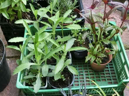 Photo of free Herbaceous perennials & Shurubs (North Ascot SL5) #4