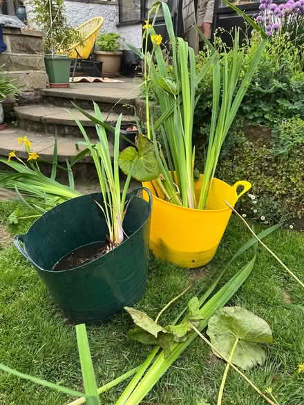 Photo of free Pond plants (DE7) #3