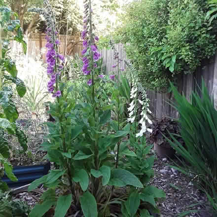 Photo of free foxglove plants (Ballard) #2