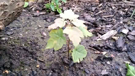 Photo of free Sycamore Trees young and well rooted. (Kingsmead) #1