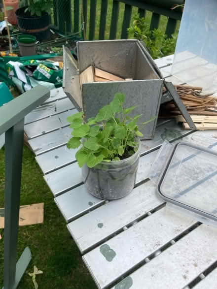 Photo of free Hollyhock (Letchworth wilbury) #1