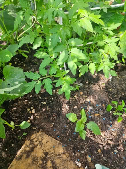 Photo of free 4 tomato plants (Kents Hill MK7) #1