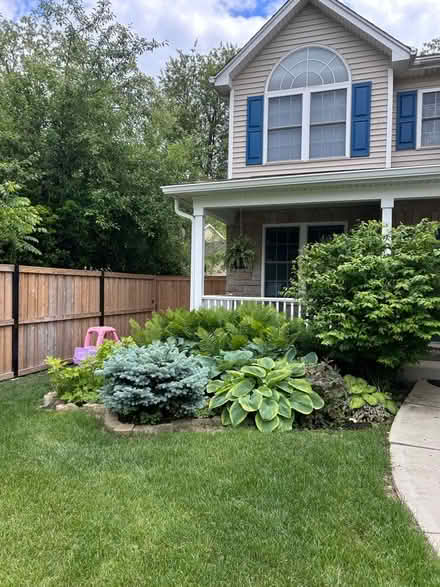 Photo of free 7 foot tall Burning Bush shrub (North Wheaton) #1