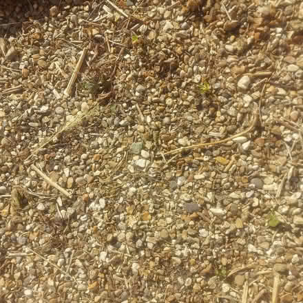 Photo of free Pea shingle (Cranleigh GU6) #1