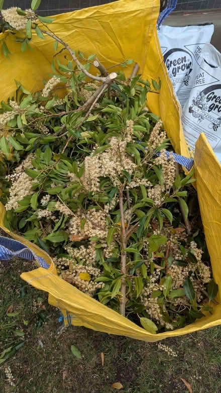 Photo of free Bay leaves (Malvern Link WR14) #1