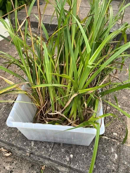 Photo of free grasses great to fill up beds (Widcombe) #1