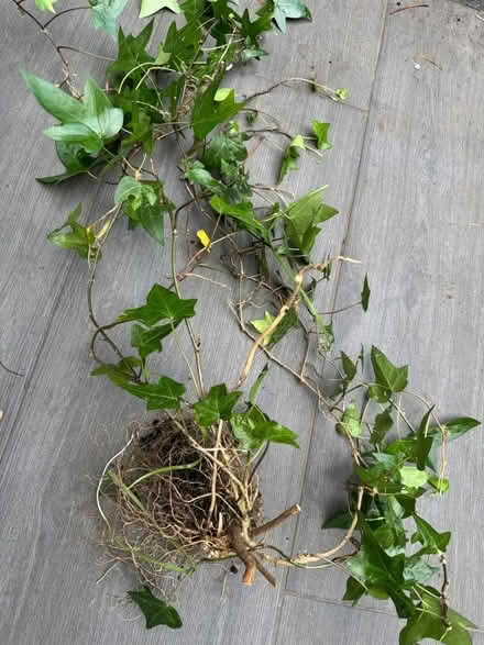 Photo of free XL mature trailing ivy plant (SE11) #2