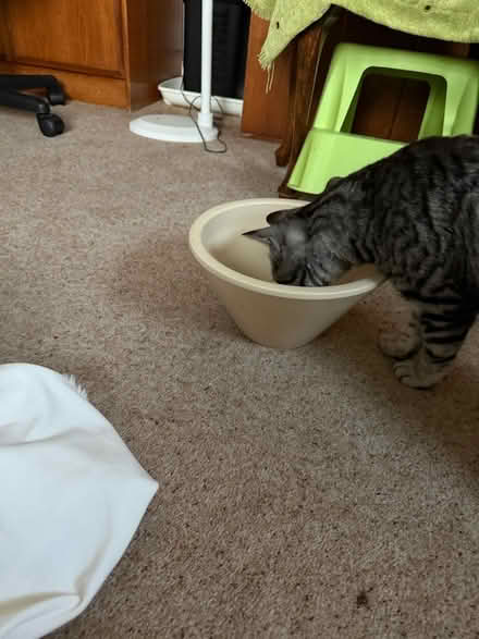 Photo of free Pottery fruit bowl (BH8 Bournemouth) #4