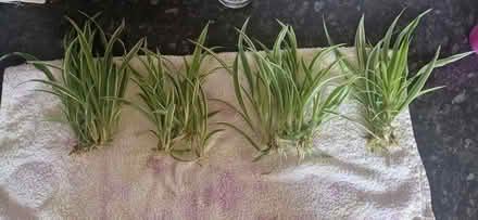 Photo of free Spider plants (Maidstone ME15) #1