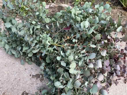Photo of free Eucalyptus branch for flower arranging (St Leonards TN38) #1