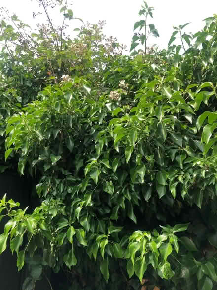Photo of free Ivy plants, for natural wildlife garden or art projects? (Cowley OX4) #3