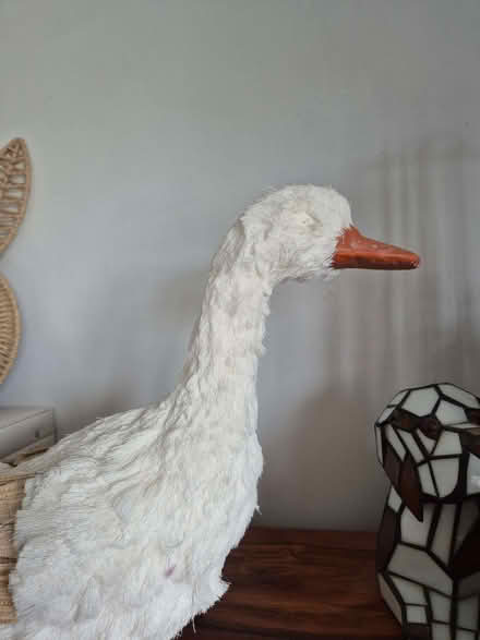 Photo of free Gisela Graham Duck (Cherry Willingham LN3) #2