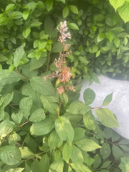 Photo of free plants (NE15 Throckley) #4