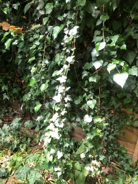 Photo of free Ivy plants, for natural wildlife garden or art projects? (Cowley OX4) #4