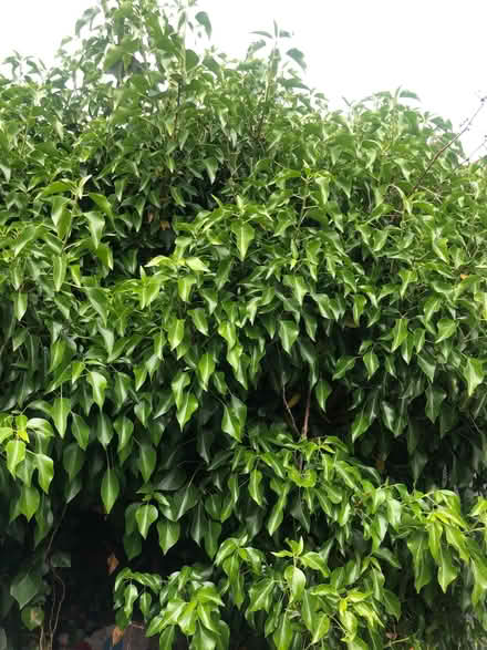 Photo of free Ivy plants, for natural wildlife garden or art projects? (Cowley OX4) #1