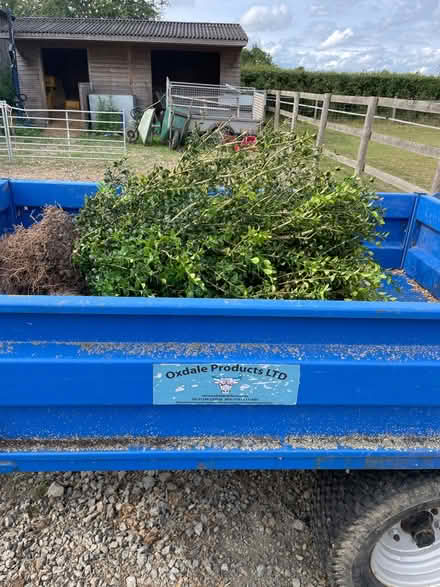 Photo of free Large box plants - about 5 or 6 (WR13 Berrow) #1
