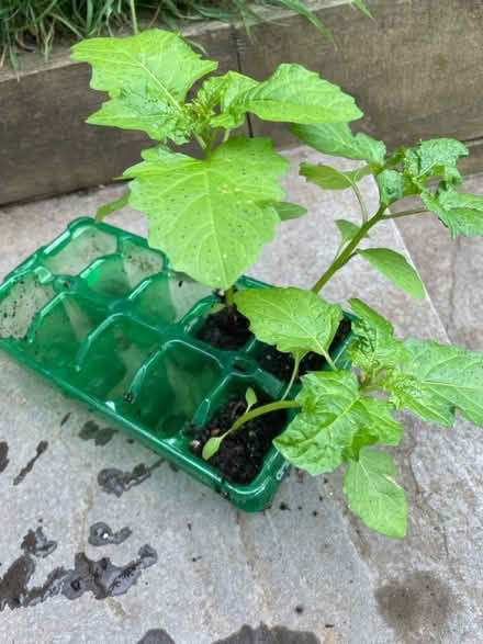 Photo of free Physalis plants (Farncombe GU7) #1