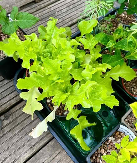 Photo of free Young lettuce plants (Hatfield AL10) #1
