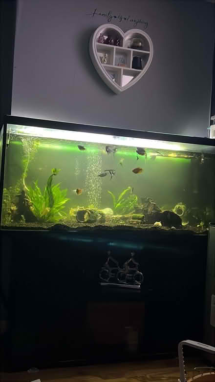 Photo of free Fish tank and stand only (BD18) #1