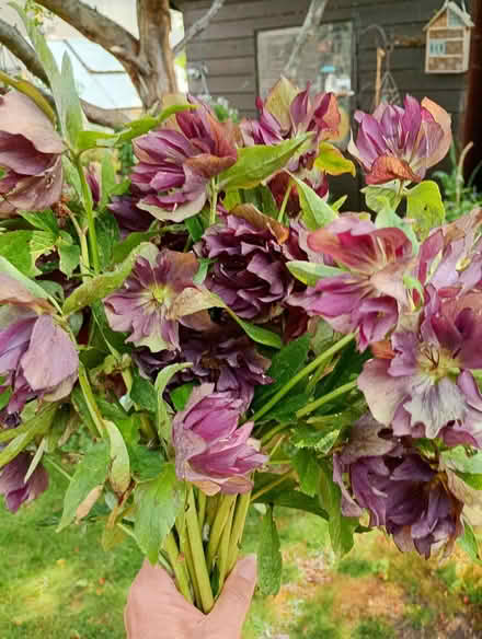 Photo of free Hellebores flowers (Temple Cowley OX4) #3
