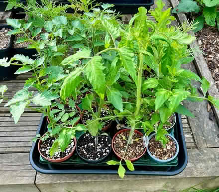 Photo of free Tomato plants (sungold+) (Hatfield AL10) #1