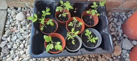 Photo of free Tomato plants (Benton NE7) #1