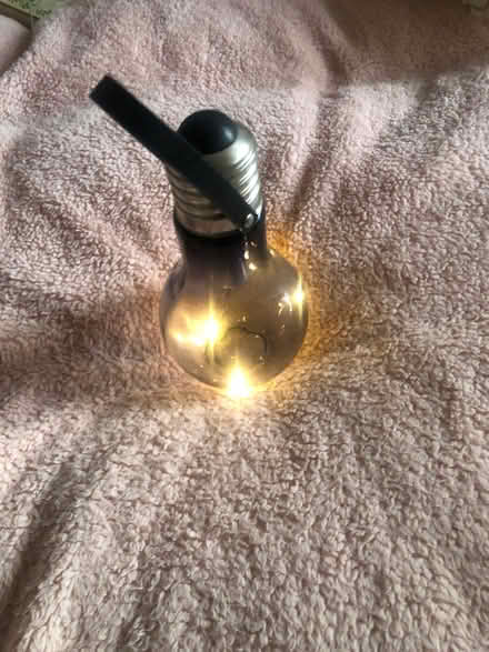 Photo of free Garden bulb (Cavendish DE23) #2