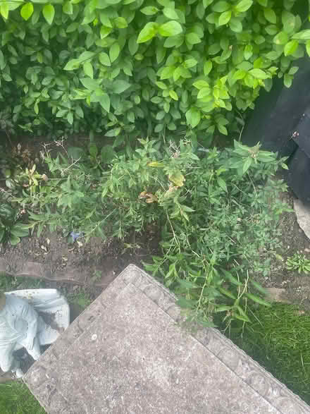 Photo of free plants (NE15 Throckley) #1