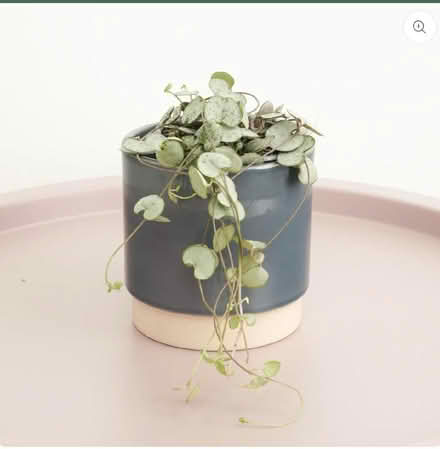 Photo of String of hearts/pearls (Sundorne SY1) #1