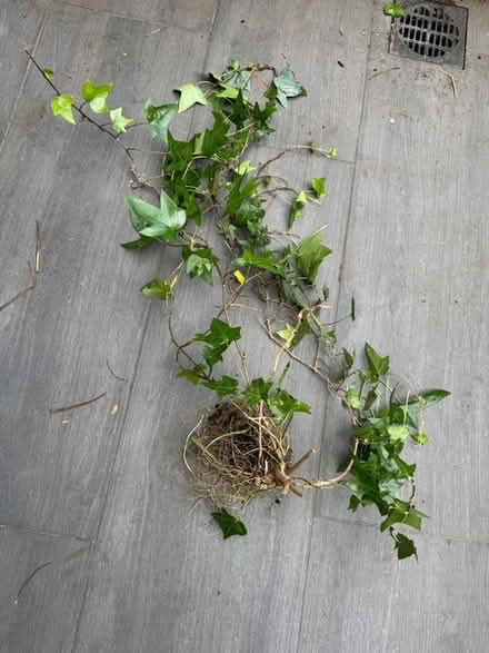 Photo of free XL mature trailing ivy plant (SE11) #1
