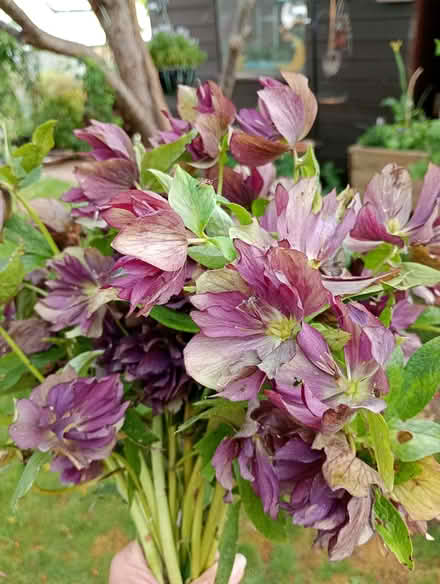Photo of free Hellebores flowers (Temple Cowley OX4) #2