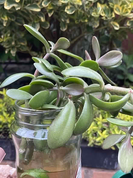 Photo of free Jade plant cuttings (B27, Acocks Green.B27) #1