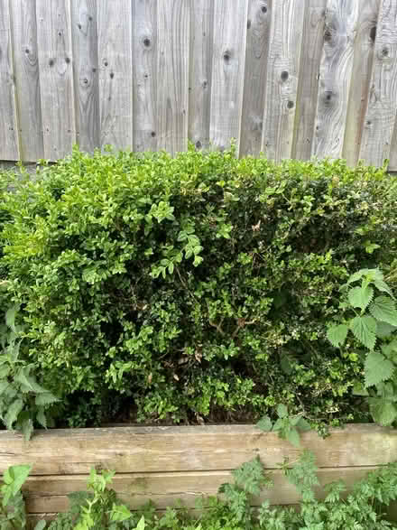 Photo of free Large box plants - about 5 or 6 (WR13 Berrow) #2