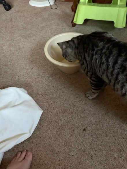 Photo of free Pottery fruit bowl (BH8 Bournemouth) #3