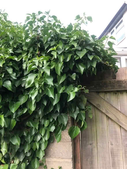 Photo of free Ivy plants, for natural wildlife garden or art projects? (Cowley OX4) #2