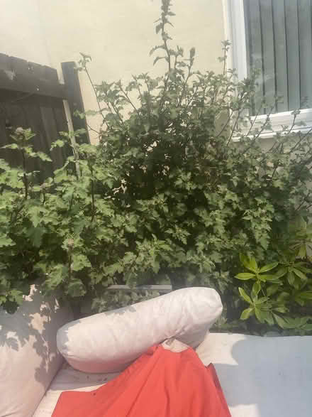 Photo of free plants (NE15 Throckley) #2