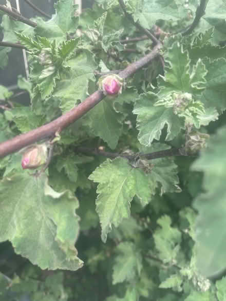 Photo of free plants (NE15 Throckley) #1