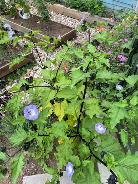 Photo of free Physalis plants (Farncombe GU7) #2